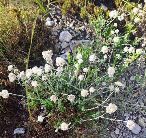 Anaxeton asperum subsp. asperum adding branches